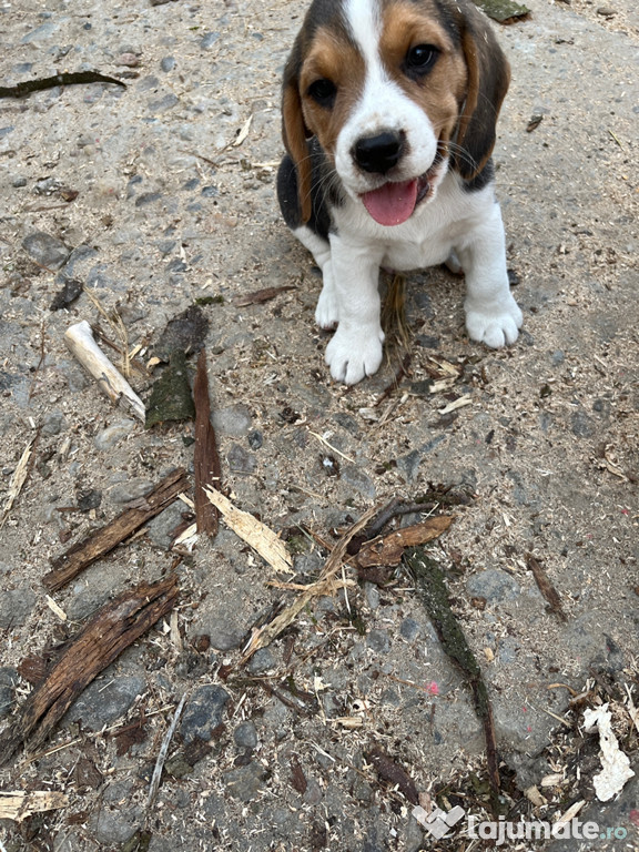 Pui Beagle de rasa