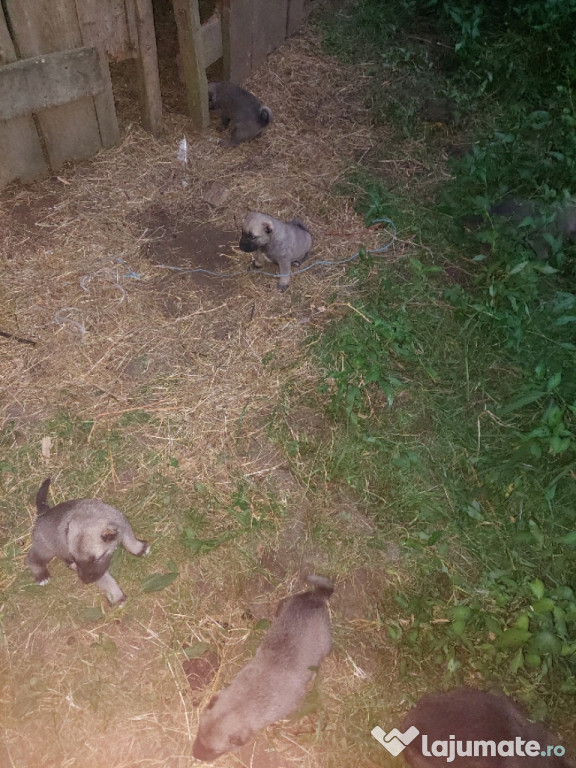 Disponibil un cățel de kangal