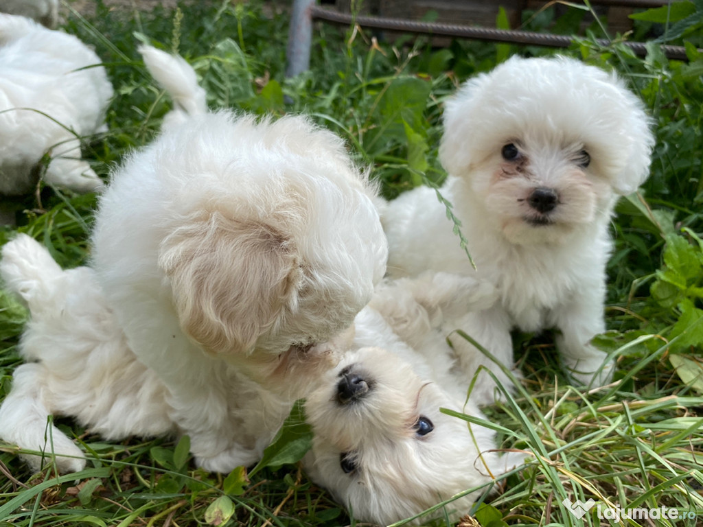 Căței Bichon