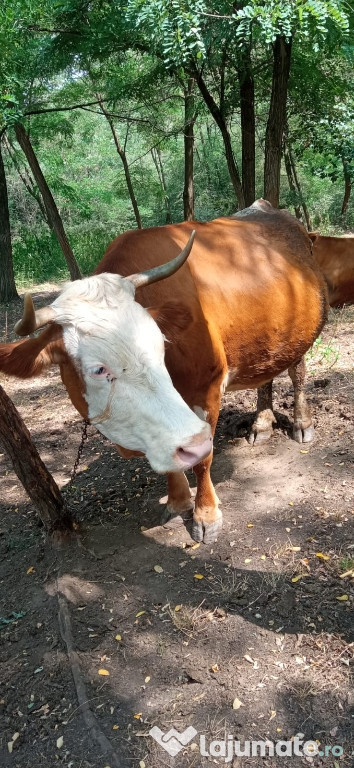 O vaca si 2 viței