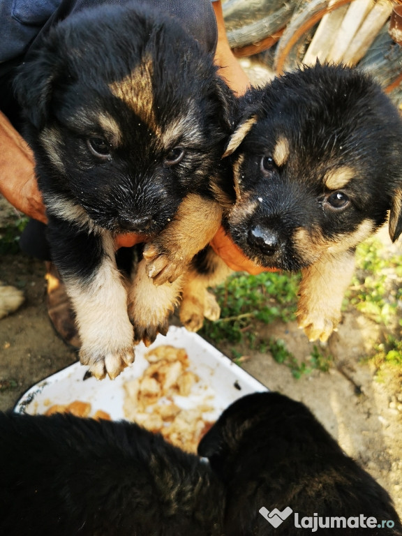 Catei ciobanesc german + carpatin