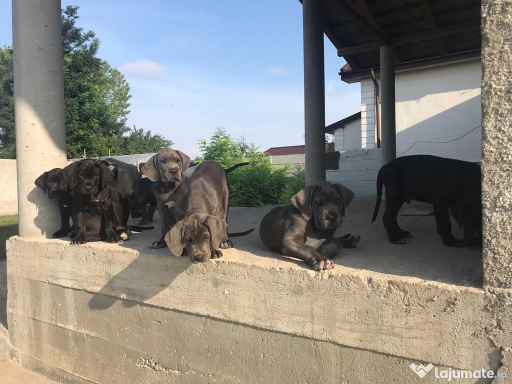 Căței Cane Corso 3 luni