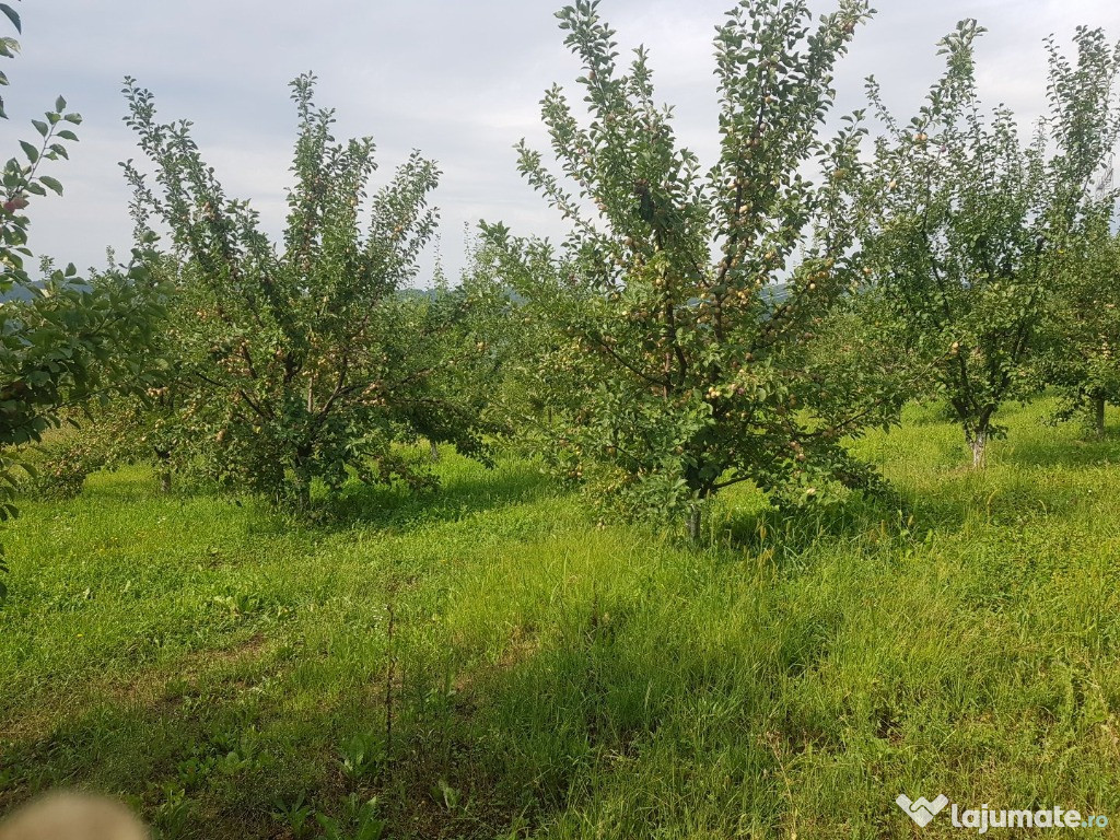 Prune galbene Georgiana pt țuică