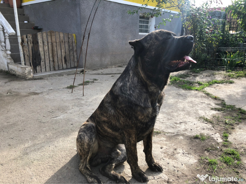 Monta Cane Corso