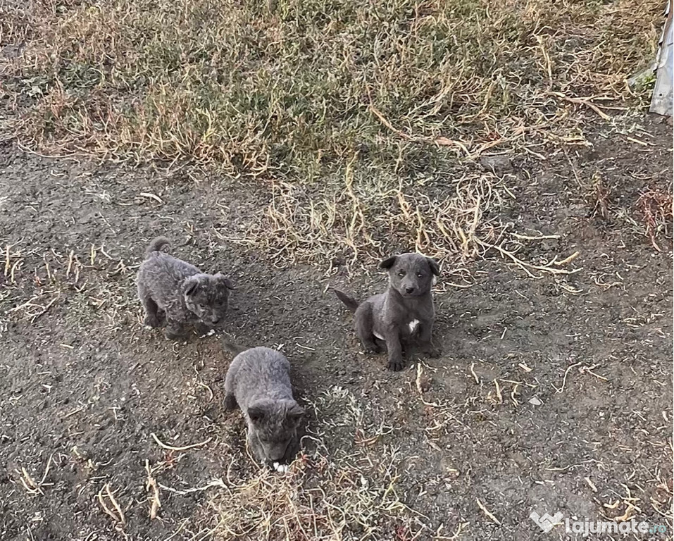 Catei de intors oile