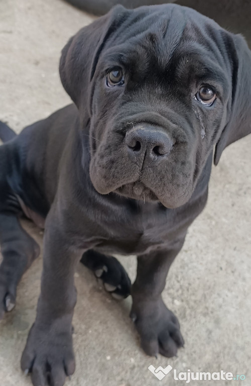 Se vinde Cane Corso