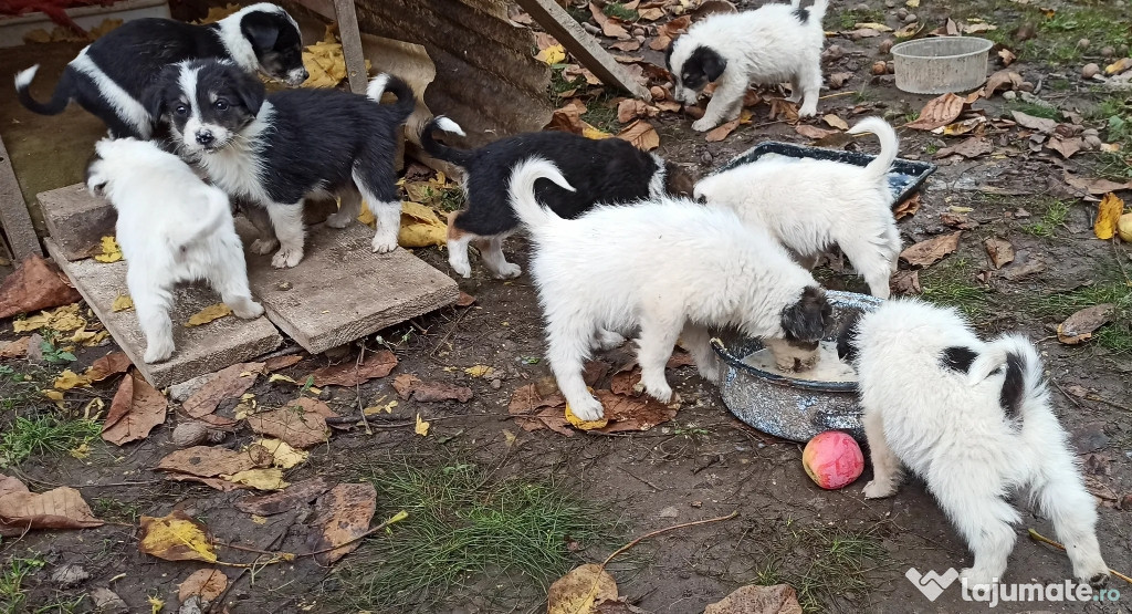 Donez cățeluși (4 masculi și 3 femele) URGENT!!!