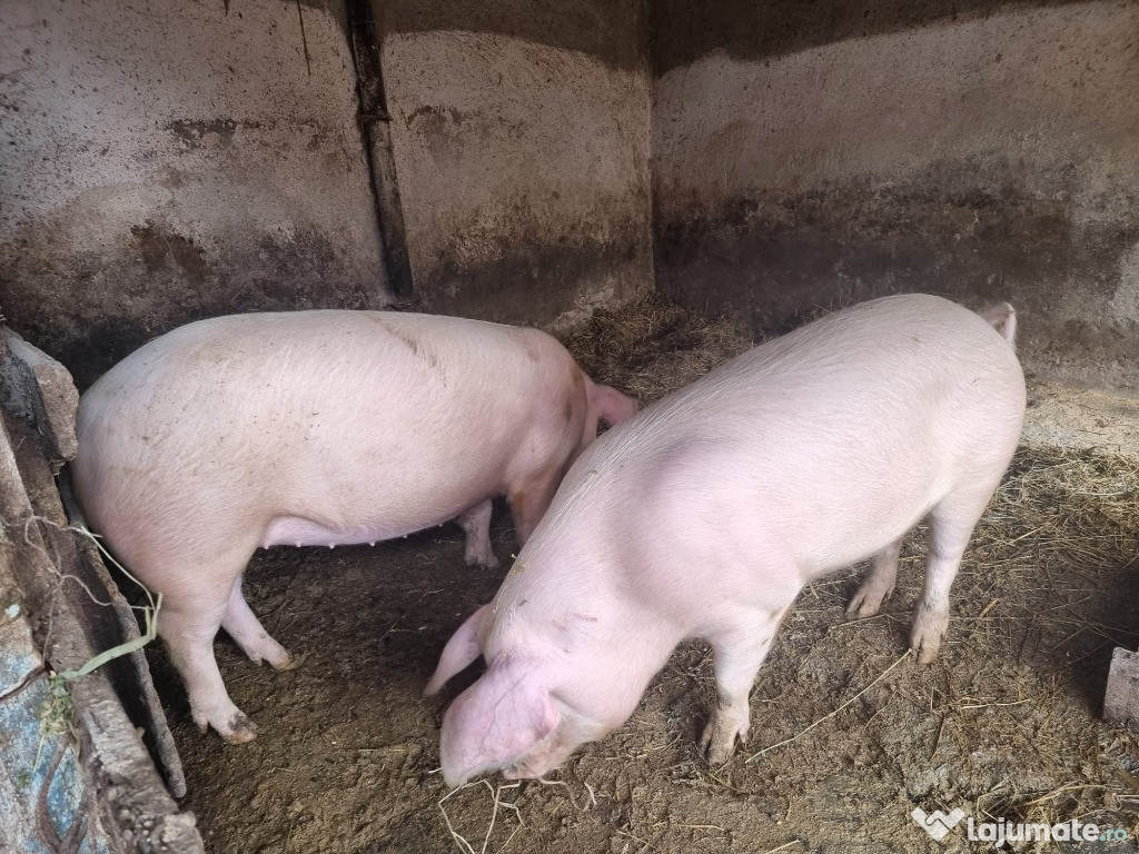 Porci 115-120kg Calarasi