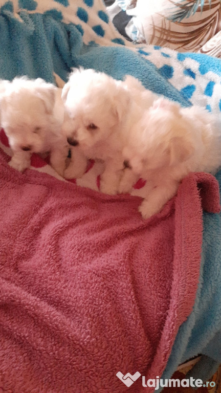 Bichon malteź