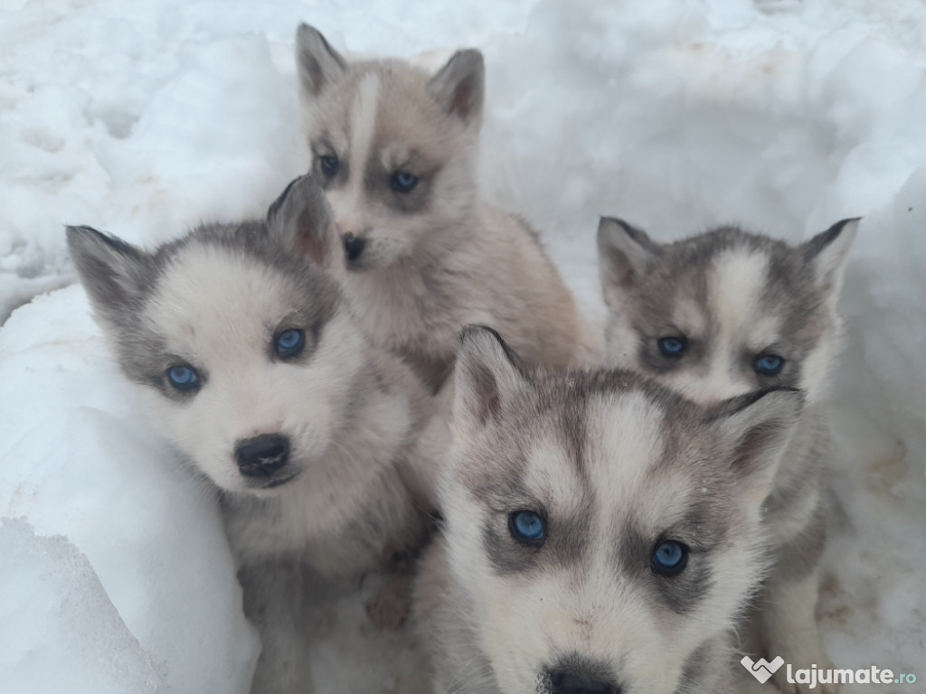 Husky Siberian