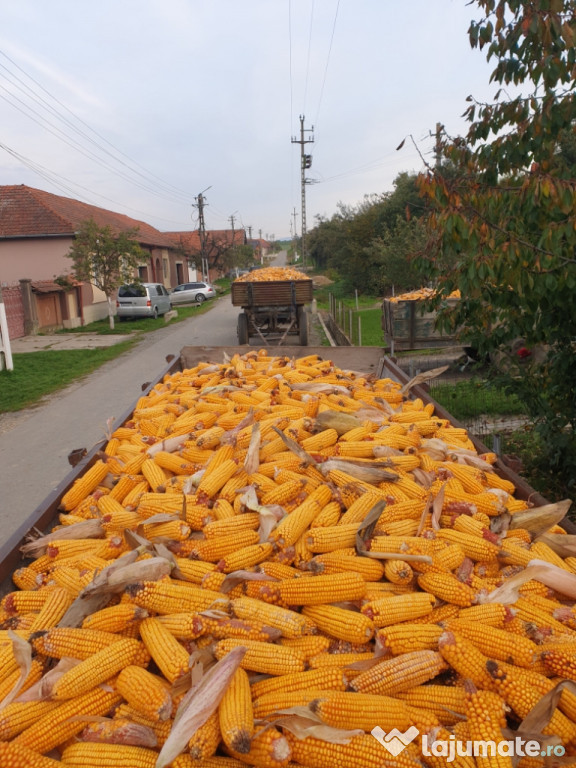 Porumb știuleți pioneer