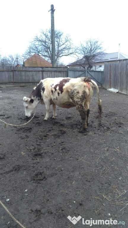 Vaca tanara gestanta