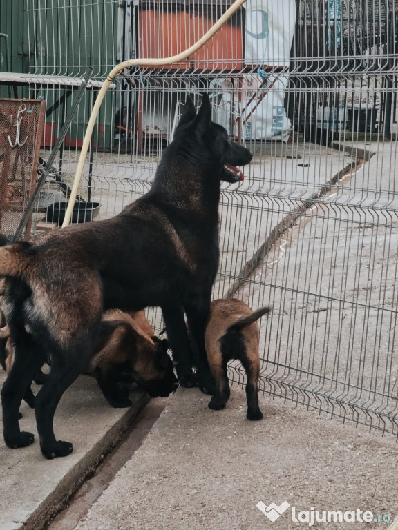 Catei ciobanesc belgian Malinois