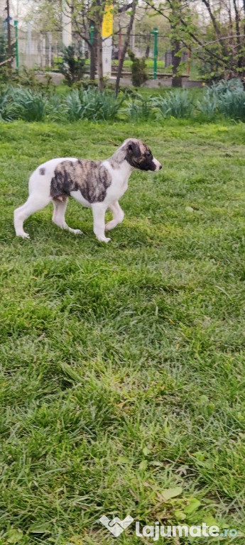 Caini din rasa whippet