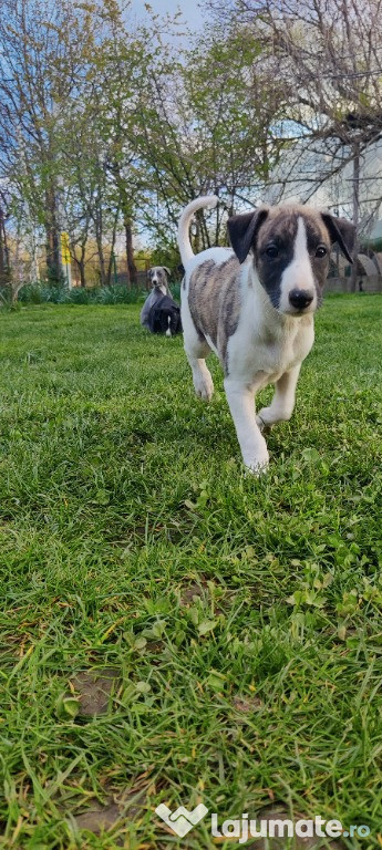 Whippet masculi
