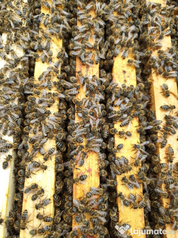 20 familii albine , sanatoase si cu tratamentele la zi