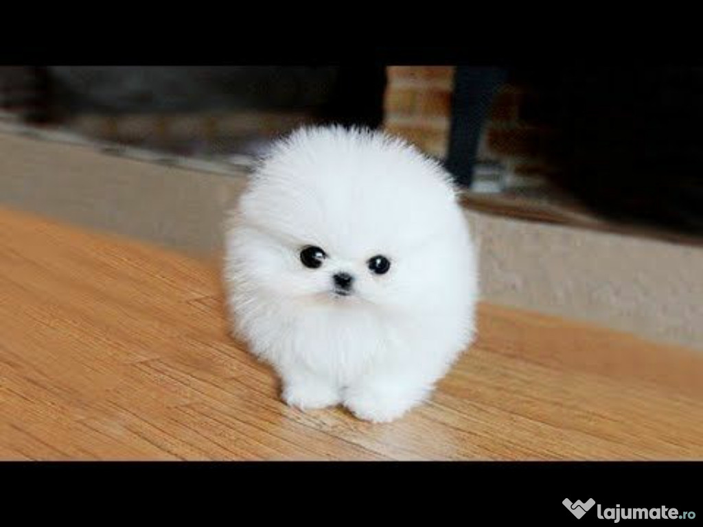 Pomeranian Ursulet