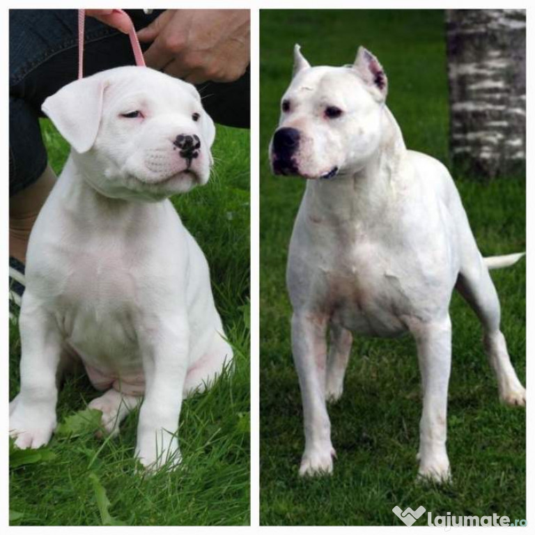 Cățel Dogo Argentino