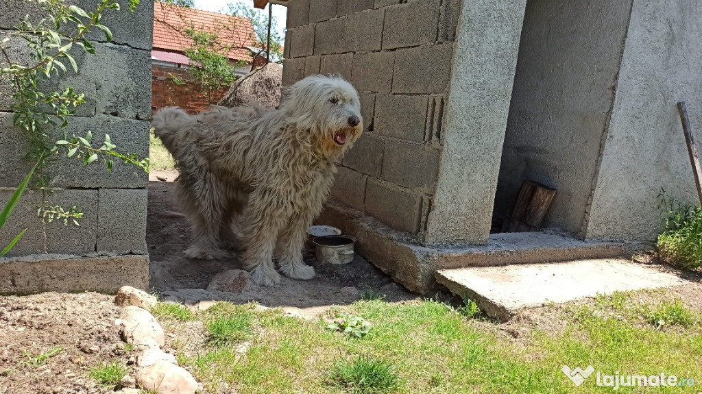 Câine Ciobănesc Mioritic, femelă de talie mare