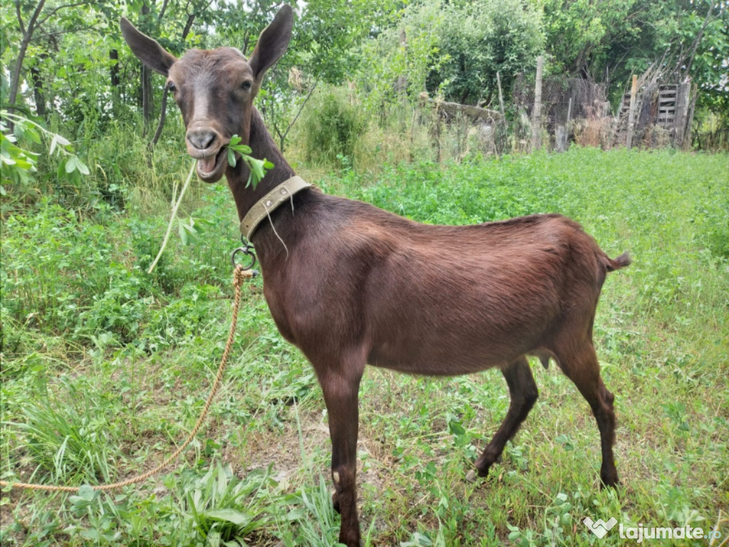 Iada Murciana Granadina își schimbă locația