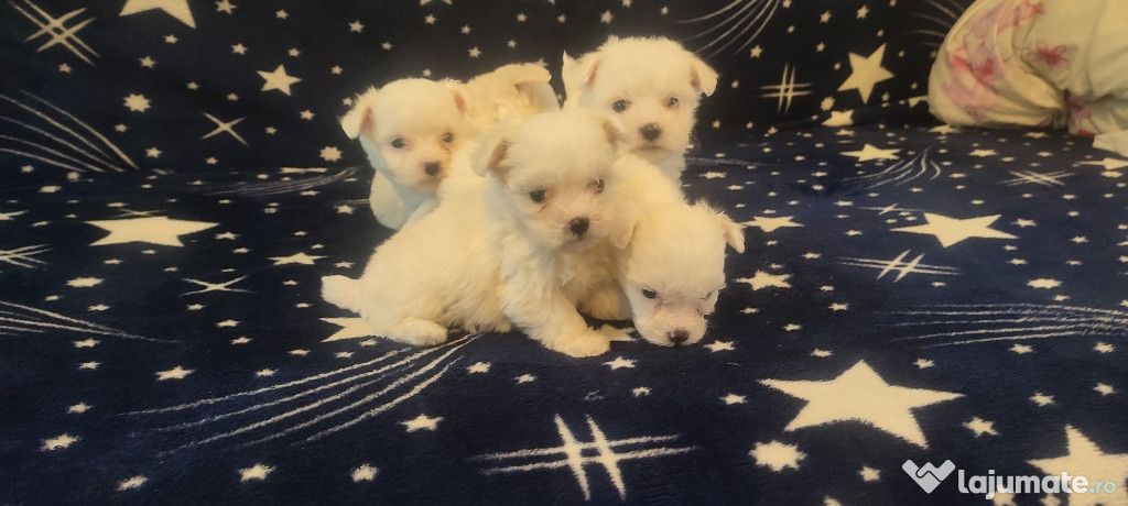 Bichon Maltez