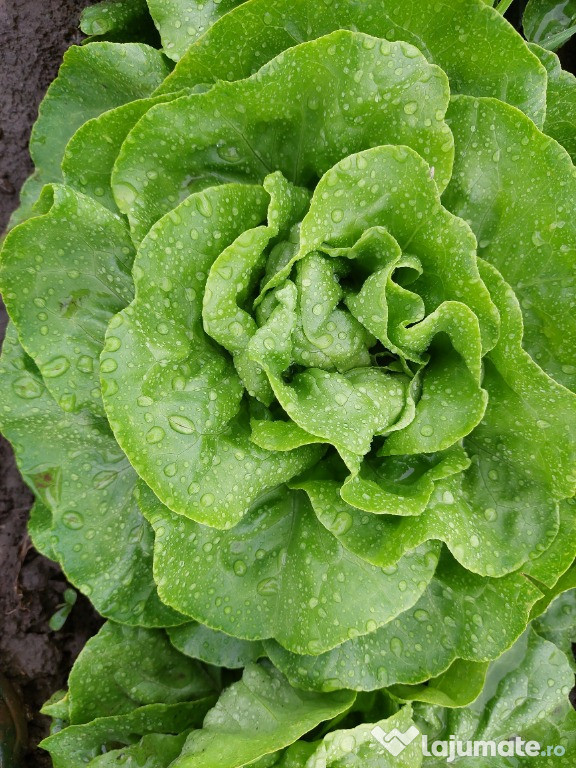 Salată creață și normală
