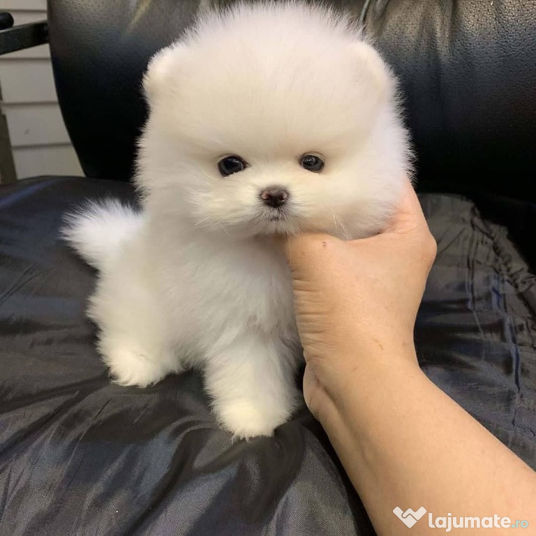 Puți adorabili de pomeranian