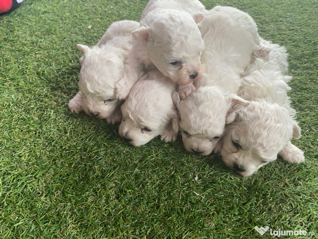 Bichon Frise, catei rasa pura cu certificat PEDIGREE