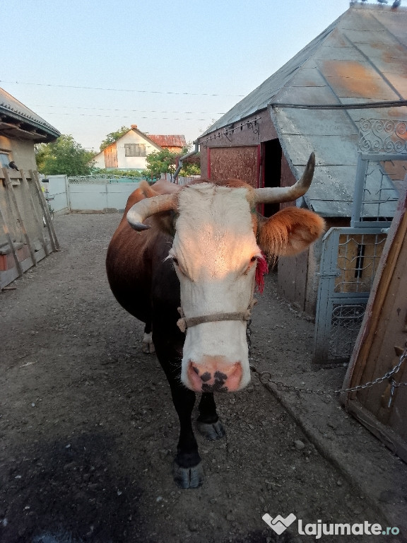 Vaca Bălțata românească