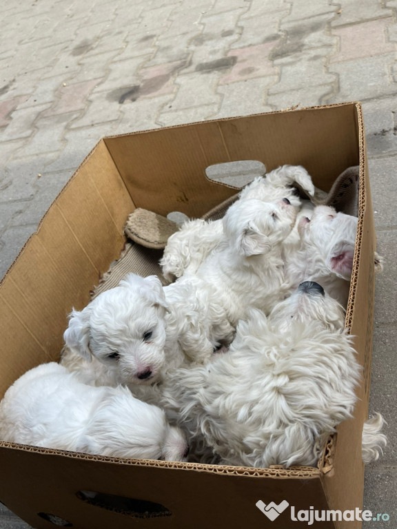 Bichon maltez de vânzare