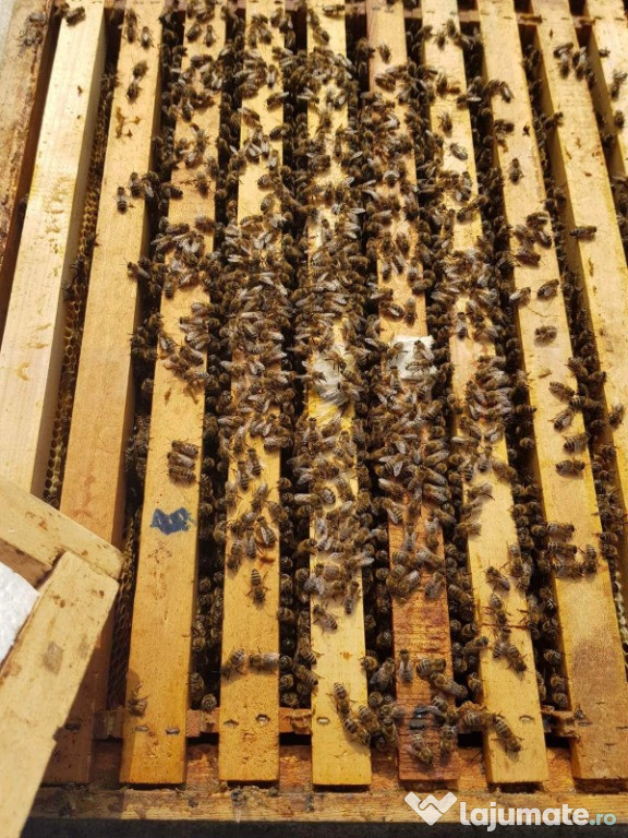Vand 14 familii de albine