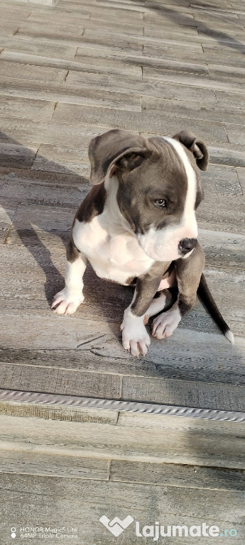 Vând Mascul American Bully XL