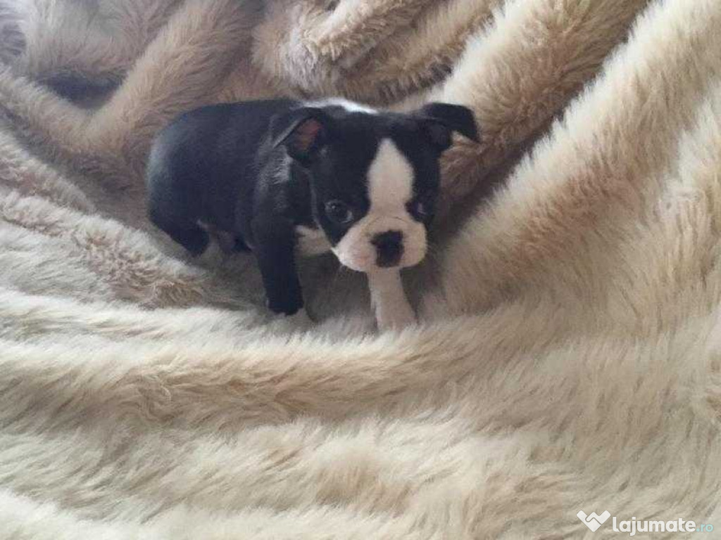 Cățeluși Boston Terrier 4 băieți. Mulți campioni