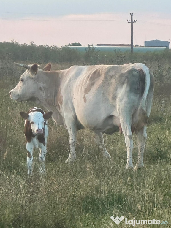 Vaca cu vițel recent fatata