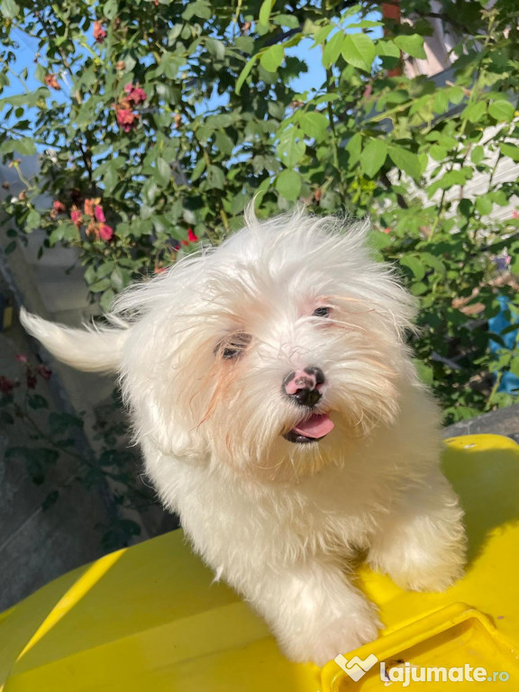 Bichon maltese alb