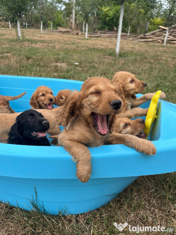 Pui cocker spaniel