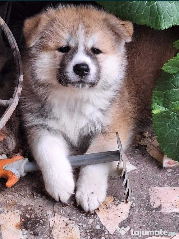 Akita Inu, 2 luni, femele, cu pedigree.