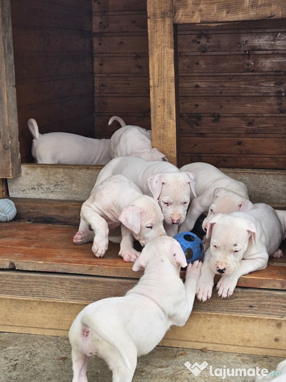 Pui dog argentinian - Dogo argentino puppies!