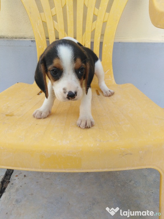 Beagle tricolor femelă