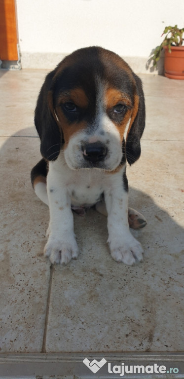 De vanzare puiuți Beagle tricolori