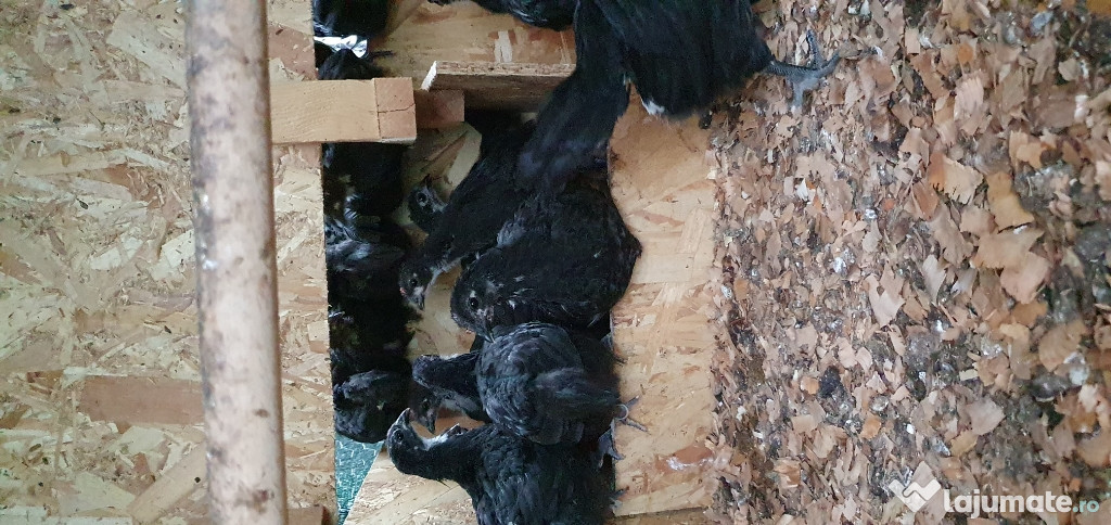 Pui Australorp Negru