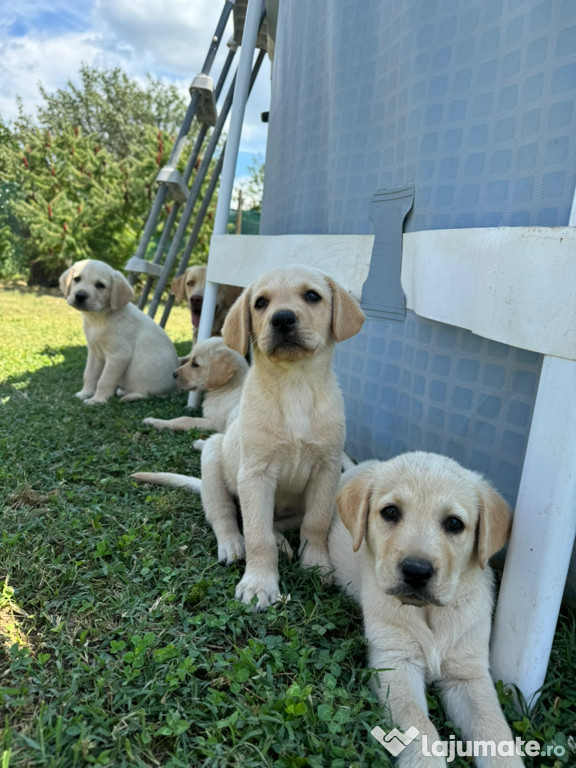Retriever labrador caută căsuță nouă