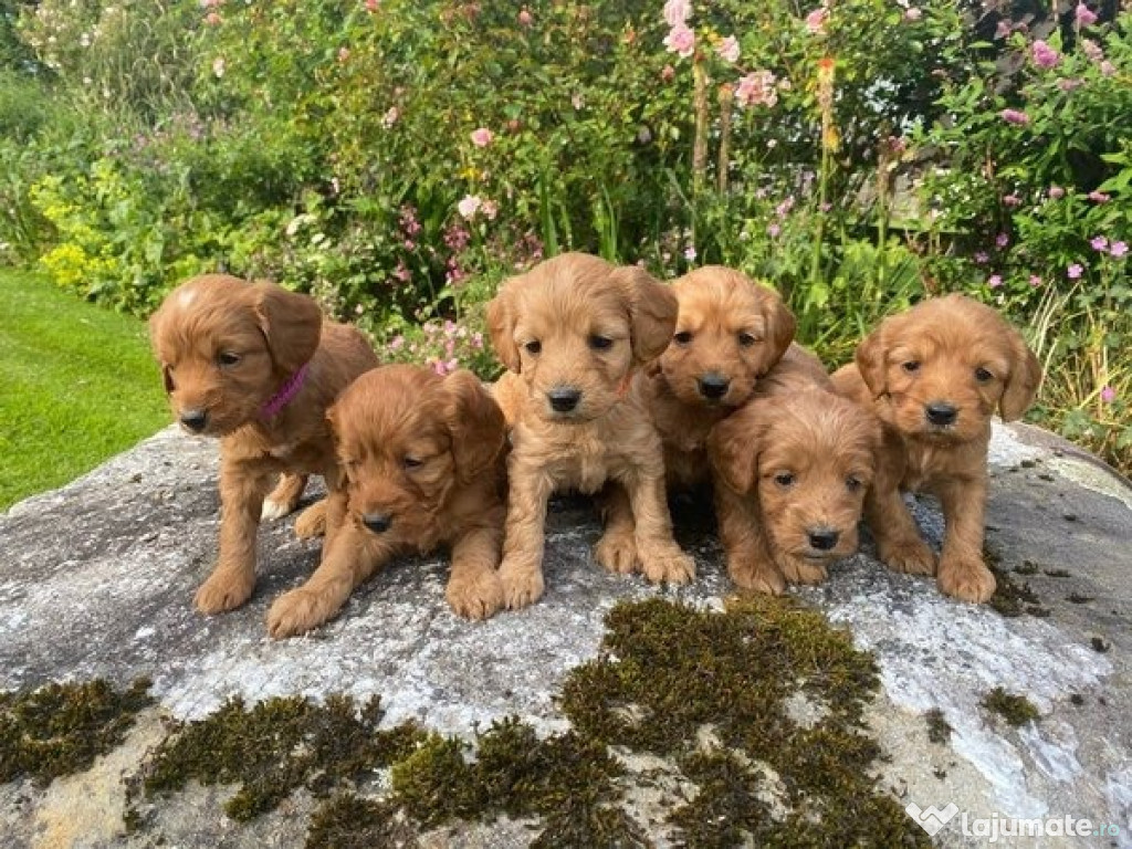 Cățeluși Cockapoo, pui de masculi și femele.