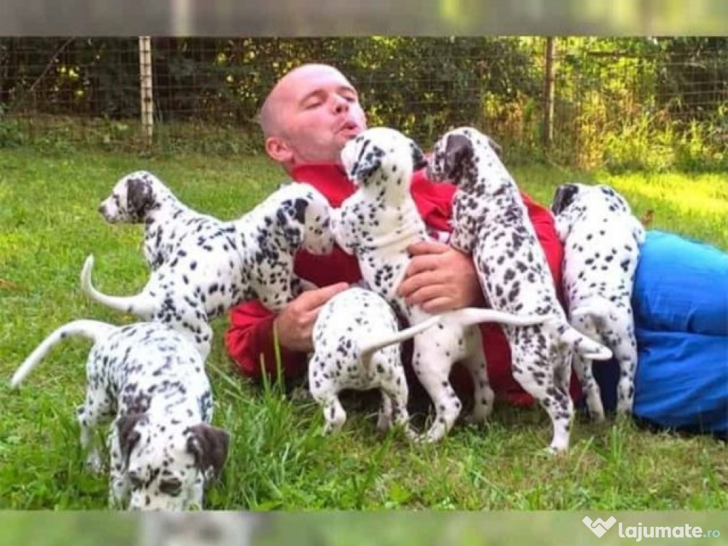 Catelusi dalmatian