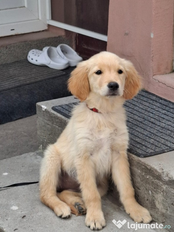 Vând cațelușă Golden Retriever