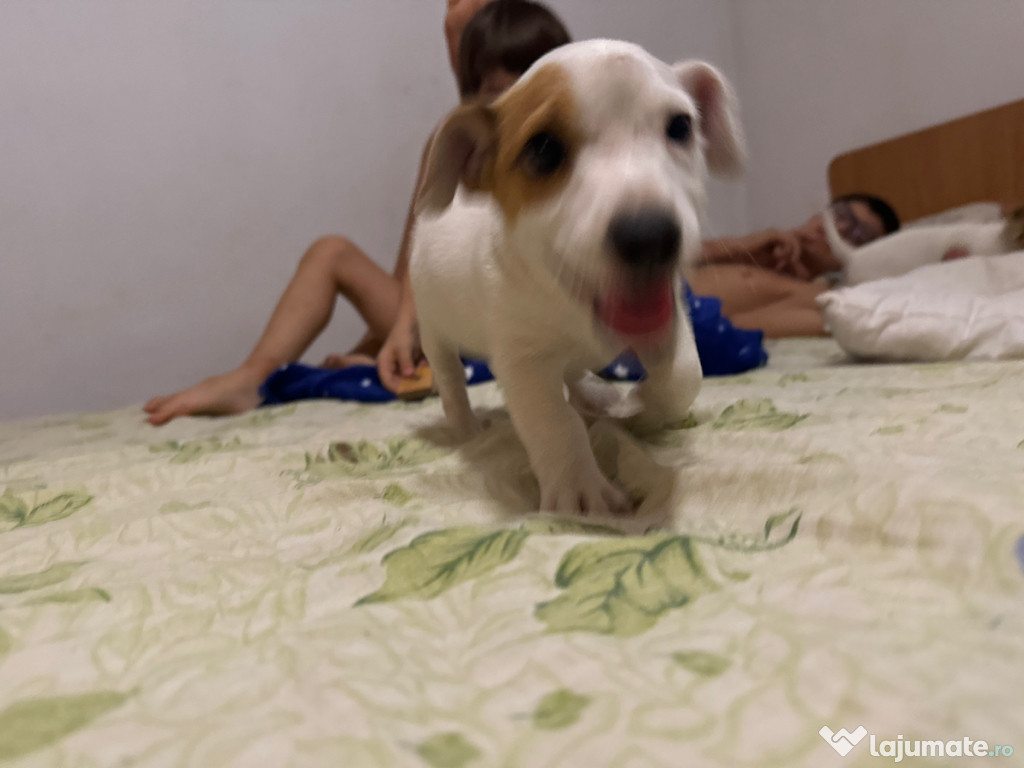 Jack Russell Terrier