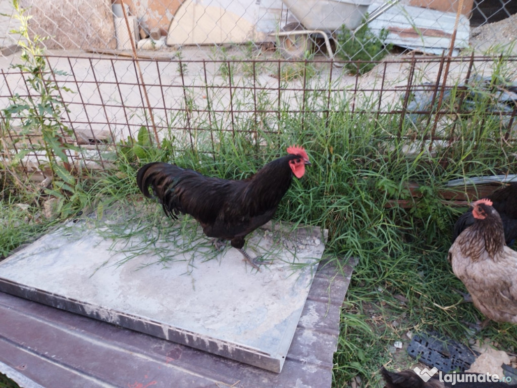 Vând găini australorp