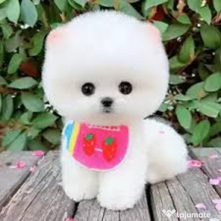 Pomeranian mini boo