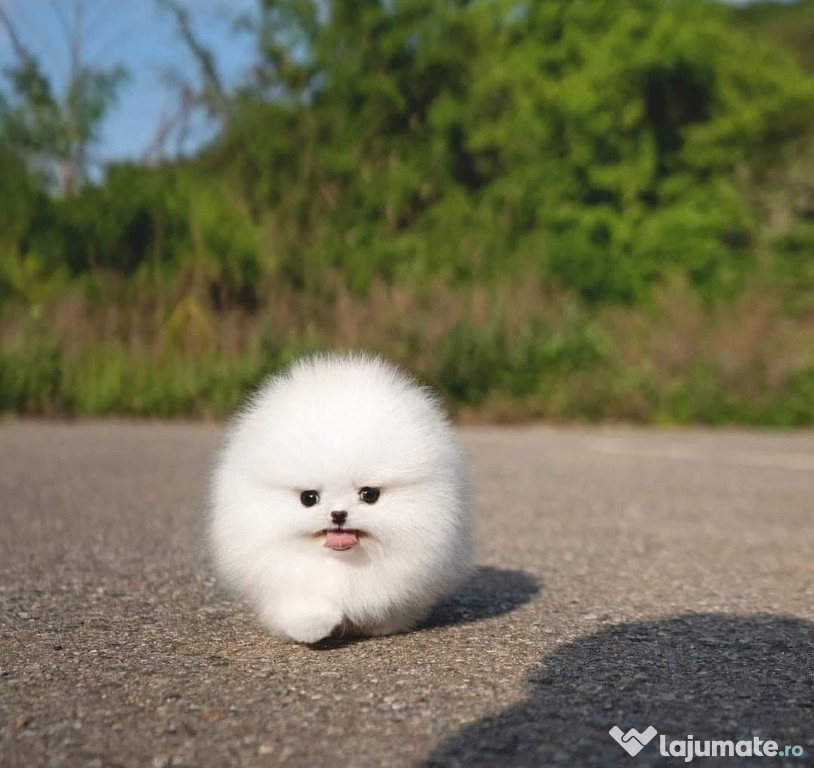 Pomeranian miniatura Ursuleț