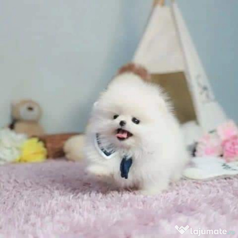 Pomeranian miniatura boo original